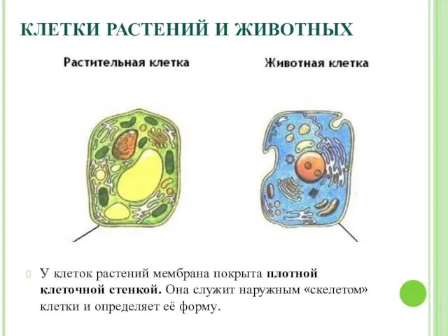 КЛЕТКИ РАСТЕНИЙ И ЖИВОТНЫХ У клеток растений мембрана покрыта плотной клеточной