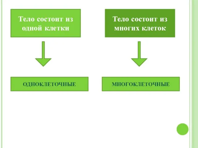 Тело состоит из одной клетки Тело состоит из многих клеток ОДНОКЛЕТОЧНЫЕ МНОГОКЛЕТОЧНЫЕ