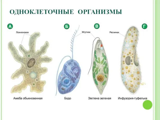 ОДНОКЛЕТОЧНЫЕ ОРГАНИЗМЫ