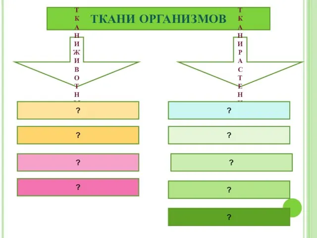 ТКАНИ ОРГАНИЗМОВ ТКАНИ ЖИВОТНЫХ ТКАНИ РАСТЕНИЙ ? ? ? ? ? ? ? ? ?