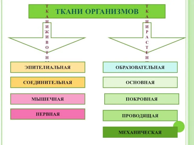 ТКАНИ ОРГАНИЗМОВ ТКАНИ ЖИВОТНЫХ ТКАНИ РАСТЕНИЙ ЭПИТЕЛИАЛЬНАЯ СОЕДИНИТЕЛЬНАЯ МЫШЕЧНАЯ НЕРВНАЯ ОБРАЗОВАТЕЛЬНАЯ ОСНОВНАЯ ПОКРОВНАЯ ПРОВОДЯЩАЯ МЕХАНИЧЕСКАЯ