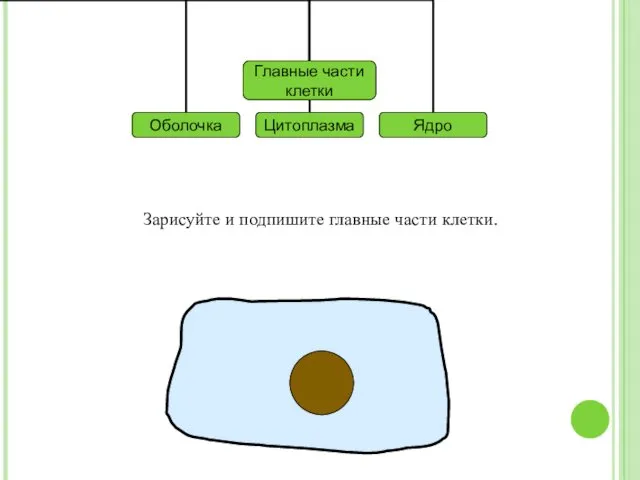 Зарисуйте и подпишите главные части клетки.