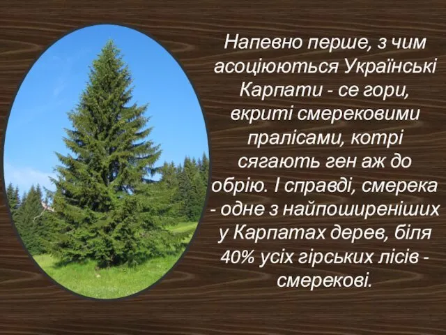 Напевно перше, з чим асоціюються Українські Карпати - се гори, вкриті