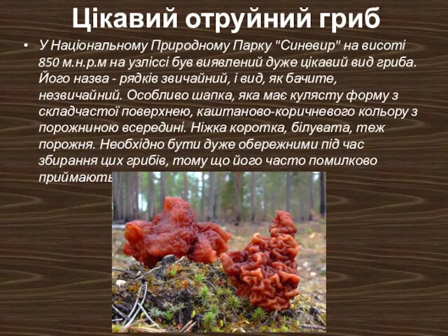 Цікавий отруйний гриб У Національному Природному Парку "Синевир" на висоті 850