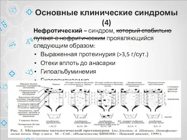 Основные клинические синдромы (4) Нефротический – синдром, который стабильно путают с