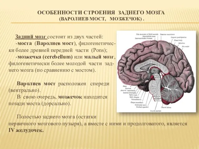 ОСОБЕННОСТИ СТРОЕНИЯ ЗАДНЕГО МОЗГА (ВАРОЛИЕВ МОСТ, МОЗЖЕЧОК) . Задний мозг состоит