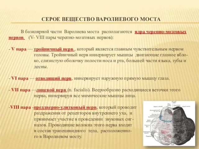 СЕРОЕ ВЕЩЕСТВО ВАРОЛИЕВОГО МОСТА В базилярной части Варолиева моста располагаются ядра