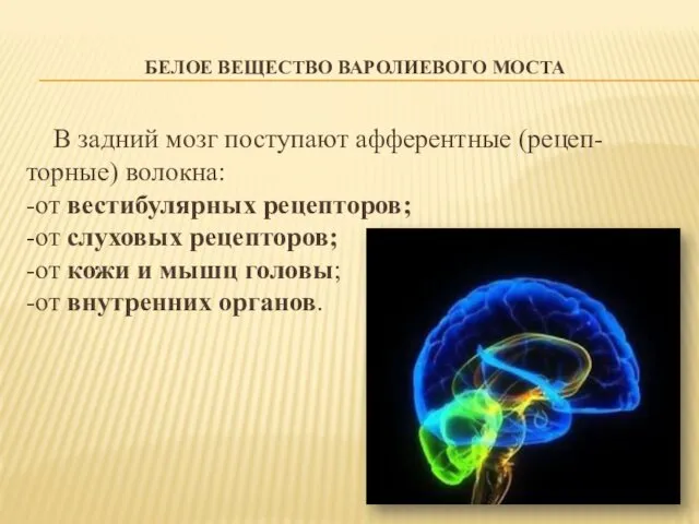 БЕЛОЕ ВЕЩЕСТВО ВАРОЛИЕВОГО МОСТА В задний мозг поступают афферентные (рецеп- торные)