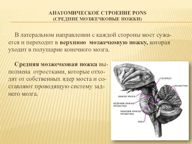 АНАТОМИЧЕСКОЕ СТРОЕНИЕ PONS (СРЕДНИЕ МОЗЖЕЧКОВЫЕ НОЖКИ) В латеральном направлении с каждой