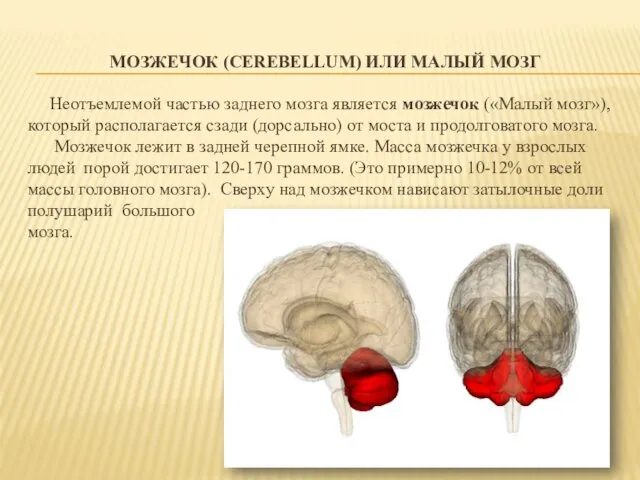 МОЗЖЕЧОК (CEREBELLUM) ИЛИ МАЛЫЙ МОЗГ Неотъемлемой частью заднего мозга является мозжечок