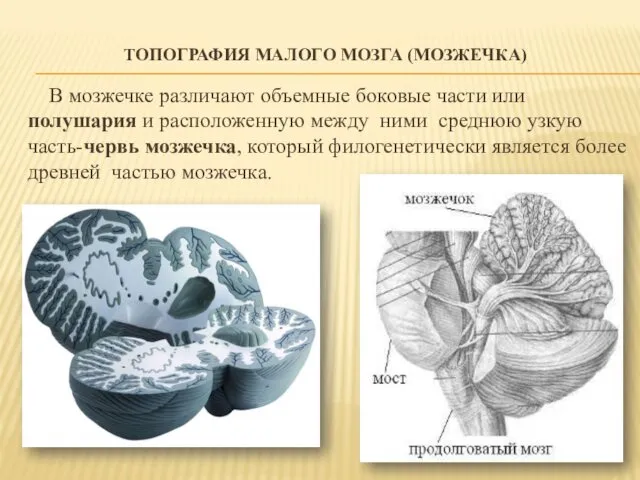 ТОПОГРАФИЯ МАЛОГО МОЗГА (МОЗЖЕЧКА) В мозжечке различают объемные боковые части или