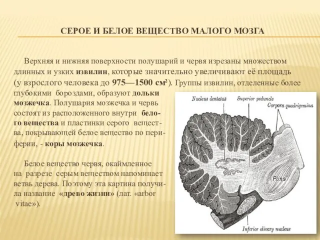 СЕРОЕ И БЕЛОЕ ВЕЩЕСТВО МАЛОГО МОЗГА Верхняя и нижняя поверхности полушарий