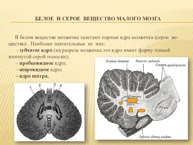 БЕЛОЕ И СЕРОЕ ВЕЩЕСТВО МАЛОГО МОЗГА В белом веществе мозжечка залегают