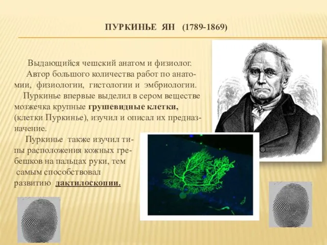 ПУРКИНЬЕ ЯН (1789-1869) Выдающийся чешский анатом и физиолог. Автор большого количества