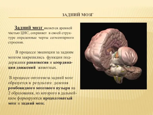 ЗАДНИЙ МОЗГ Задний мозг является древней частью ЦНС, сохраняет в своей