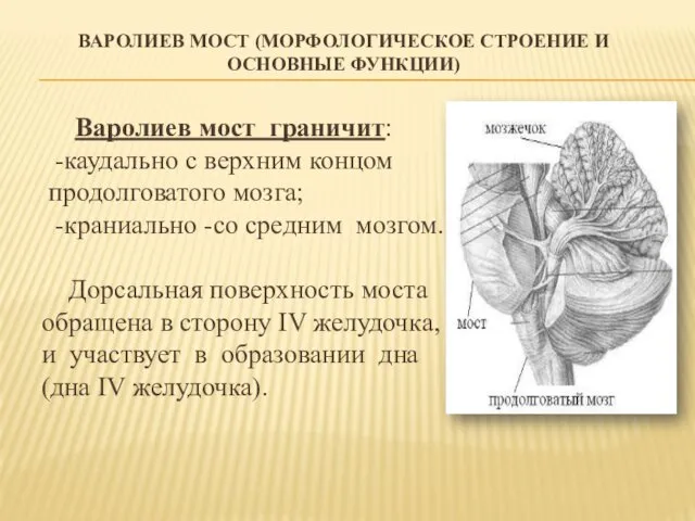 ВАРОЛИЕВ МОСТ (МОРФОЛОГИЧЕСКОЕ СТРОЕНИЕ И ОСНОВНЫЕ ФУНКЦИИ) Варолиев мост граничит: -каудально