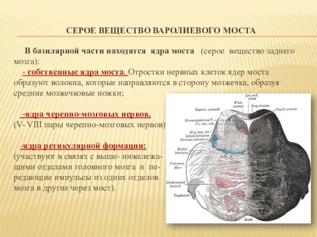 СЕРОЕ ВЕЩЕСТВО ВАРОЛИЕВОГО МОСТА В базилярной части находятся ядра моста (серое