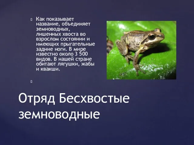 Отряд Бесхвостые земноводные Как показывает название, объединяет земноводных, лишенных хвоста во