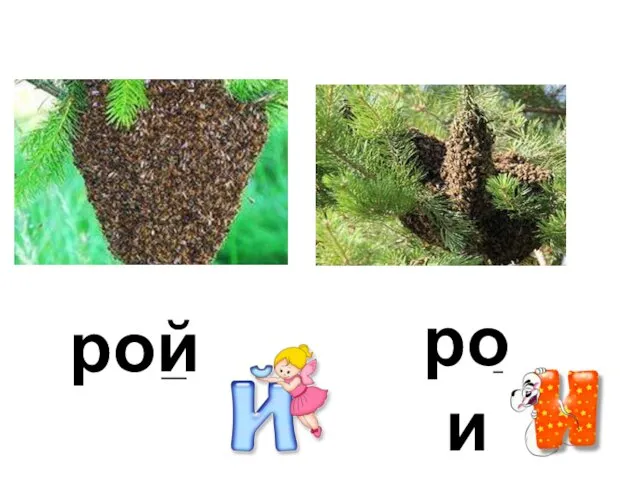 рой рои