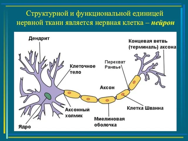 Структурной и функциональной единицей нервной ткани является нервная клетка – нейрон