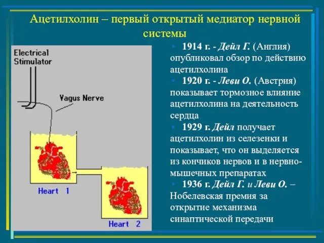 Ацетилхолин – первый открытый медиатор нервной системы 1914 г. - Дейл