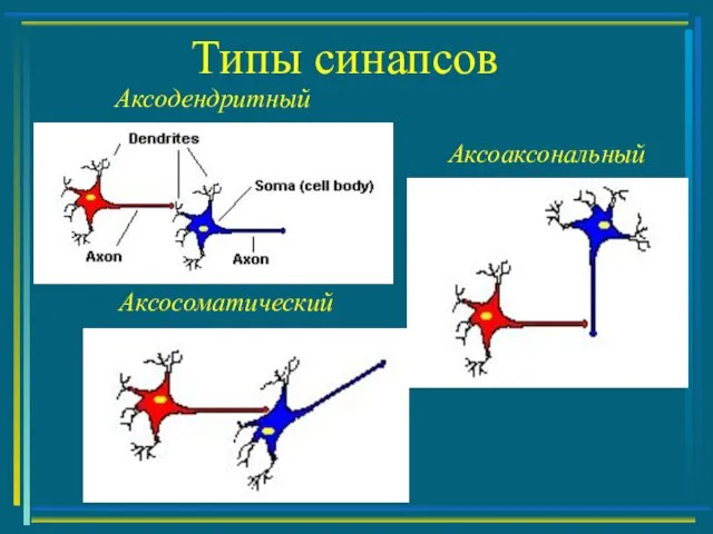 Типы синапсов Аксодендритный Аксосоматический Аксоаксональный