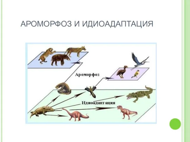 АРОМОРФОЗ И ИДИОАДАПТАЦИЯ