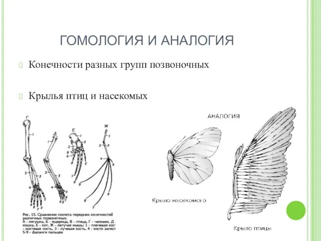 ГОМОЛОГИЯ И АНАЛОГИЯ Конечности разных групп позвоночных Крылья птиц и насекомых