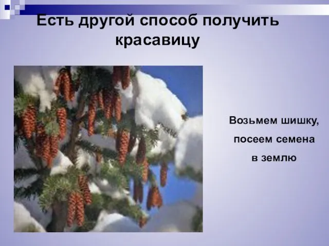 Есть другой способ получить красавицу Возьмем шишку, посеем семена в землю