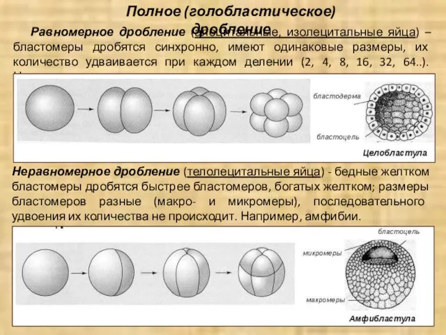 Равномерное дробление (алецитальные, изолецитальные яйца) – бластомеры дробятся синхронно, имеют одинаковые