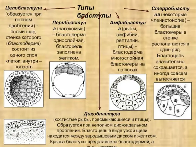 Типы бластулы Целобластула (образуется при полном дроблении) – полый шар, стенка