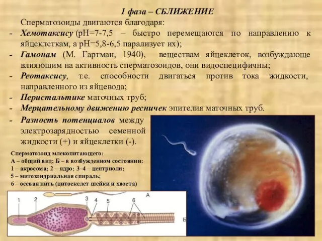 1 фаза – СБЛИЖЕНИЕ Сперматозоиды двигаются благодаря: Хемотаксису (pH=7-7,5 – быстро