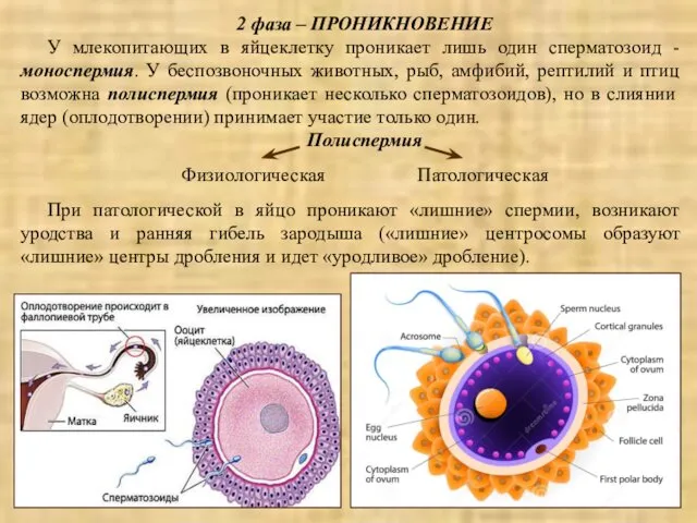 2 фаза – ПРОНИКНОВЕНИЕ У млекопитающих в яйцеклетку проникает лишь один