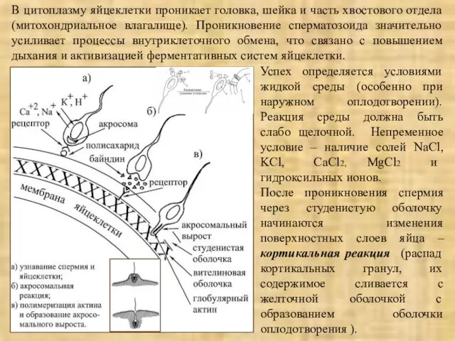 В цитоплазму яйцеклетки проникает головка, шейка и часть хвостового отдела (митохондриальное