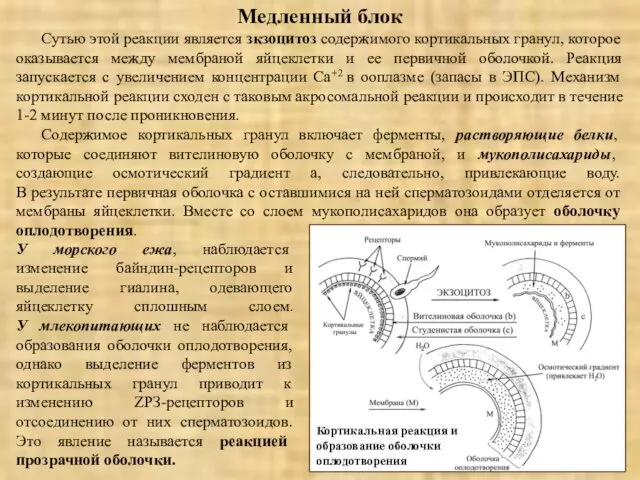 Медленный блок Сутью этой реакции является зкзоцитоз содержимого кортикальных гранул, которое