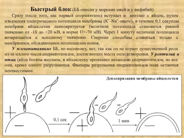 Быстрый блок (ББ описан у морских ежей и у амфибий) Сразу