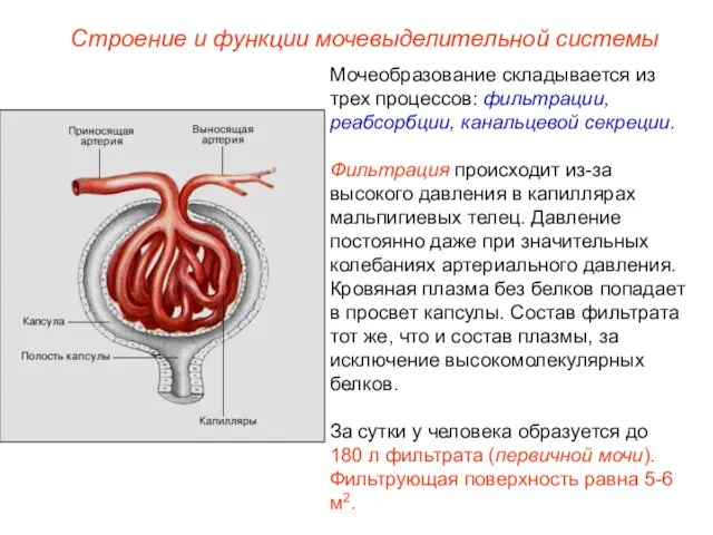 Мочеобразование складывается из трех процессов: фильтрации, реабсорбции, канальцевой секреции. Фильтрация происходит