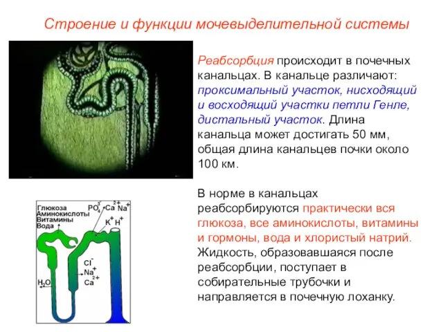 Реабсорбция происходит в почечных канальцах. В канальце различают: проксимальный участок, нисходящий