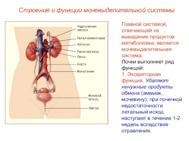 Строение и функции мочевыделительной системы Главной системой, отвечающей за выведение продуктов