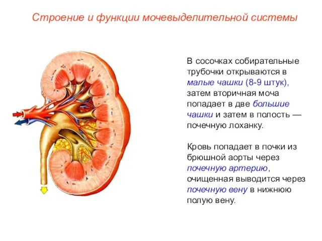 В сосочках собирательные трубочки открываются в малые чашки (8-9 штук), затем