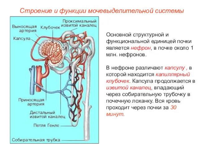 Основной структурной и функциональной единицей почки является нефрон, в почке около