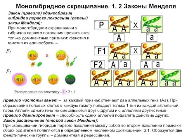 Моногибридное скрещивание. 1, 2 Законы Менделя Закон (правило) единообразия гибридов первого