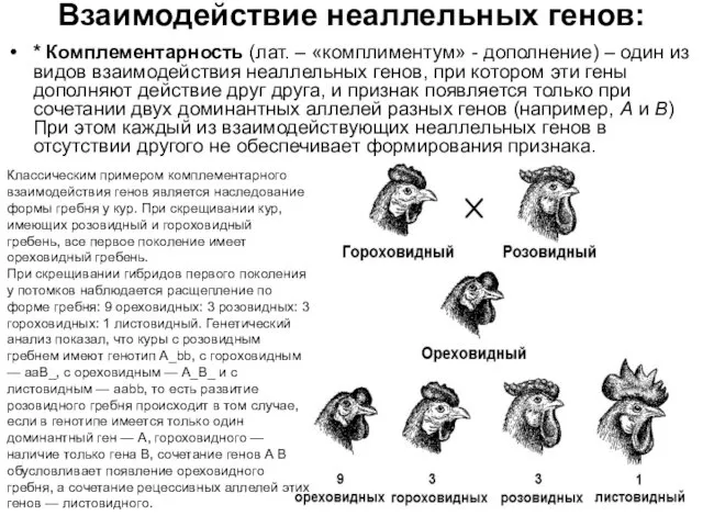 Взаимодействие неаллельных генов: * Комплементарность (лат. – «комплиментум» - дополнение) –