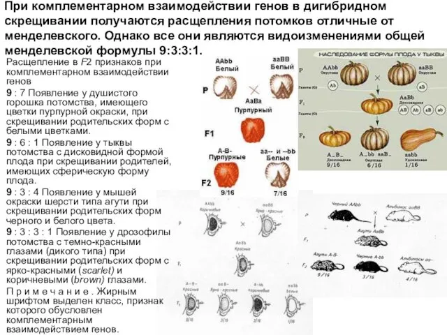 Расщепление в F2 признаков при комплементарном взаимодействии генов 9 : 7