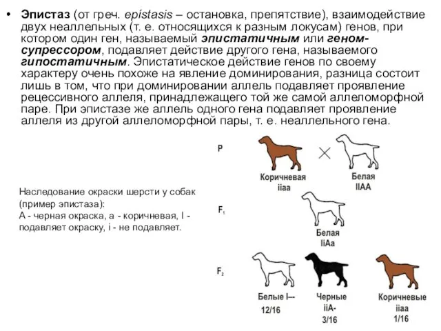 Эпистаз (от греч. epístasis – остановка, препятствие), взаимодействие двух неаллельных (т.