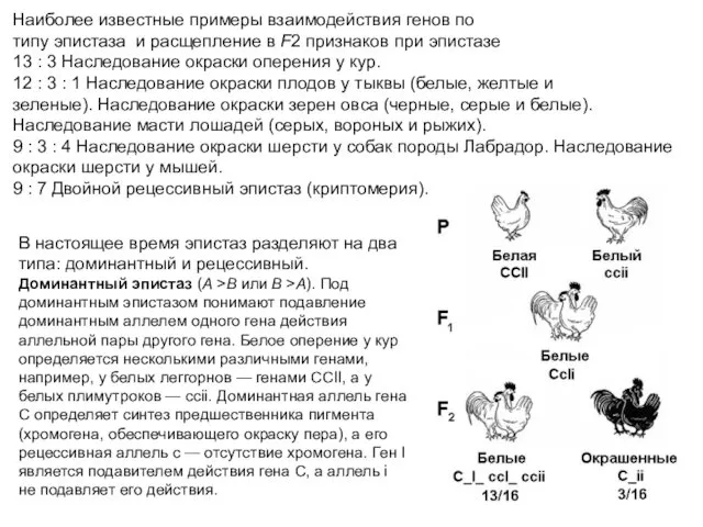 Наиболее известные примеры взаимодействия генов по типу эпистаза и расщепление в