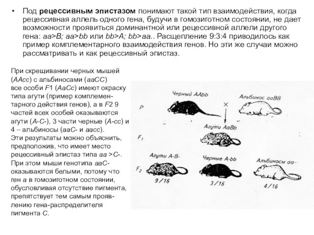 Под рецессивным эпистазом понимают такой тип взаимодействия, когда рецессивная аллель одного