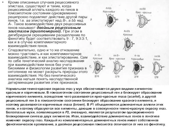 Кроме описанных случаев рецессивного эпистаза, существуют и такие, когда рецессивный аллель