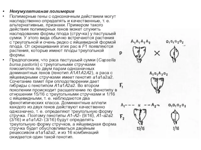 Некумулятивная полимерия Полимерные гены с однозначным действием могут наследственно определять и