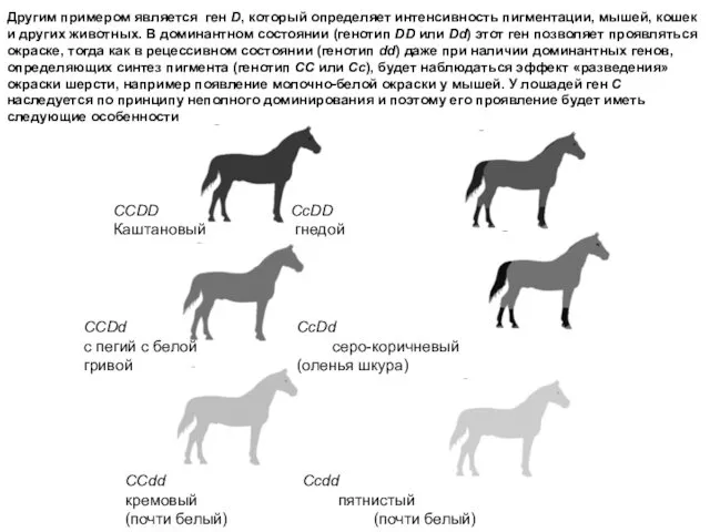 ССDD CcDD Каштановый гнедой CCDd CcDd с пегий c белой серо-коричневый